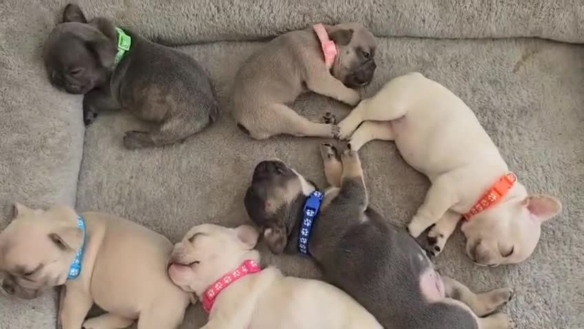 French Bulldog dogs for sale:  French bulldogs looking for their forever home in Lincoln - Video 3