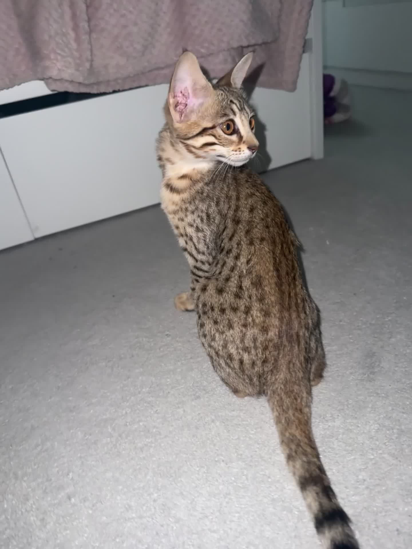 Savannah cats for sale: F6 Savannah kitten - Video 1
