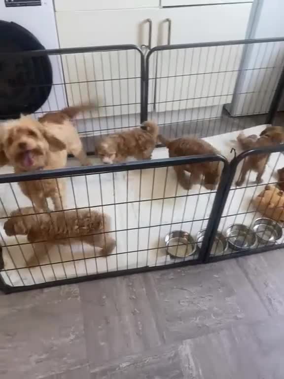 Cockapoo dogs for sale: Cute as can be Cockapoos - Video 1