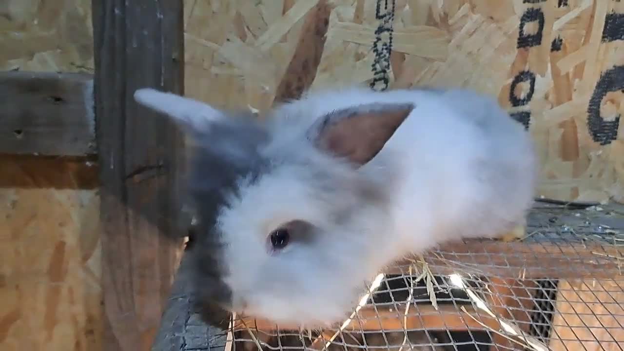 Mixed Breed rabbits for sale: Lion head cross with New zealand white - Video 2