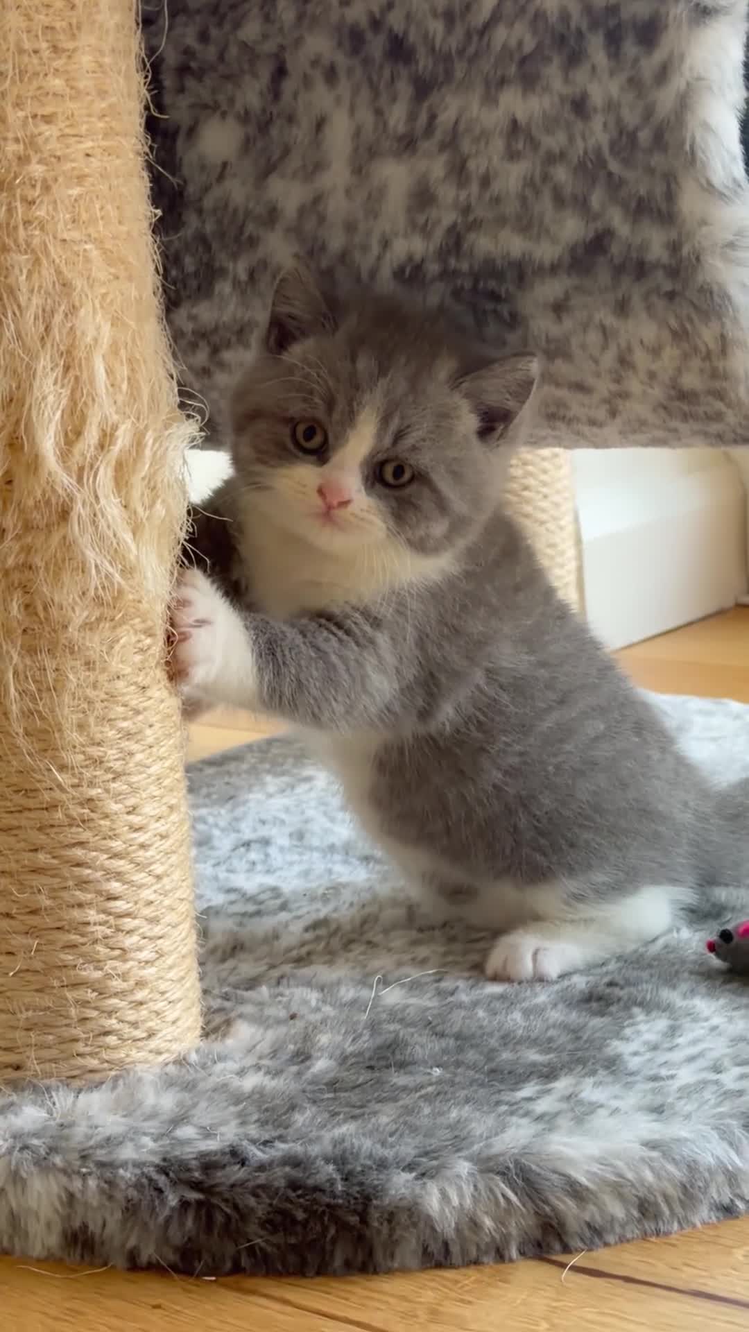 British Shorthair cats for sale: 🐾 Beautiful Blue & White BSH Boys 🐾 - Video 5