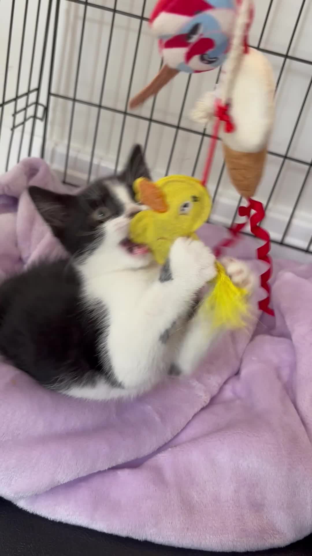 Mixed Breed cats for sale: Beautiful Little Black & White Boy - Video 1