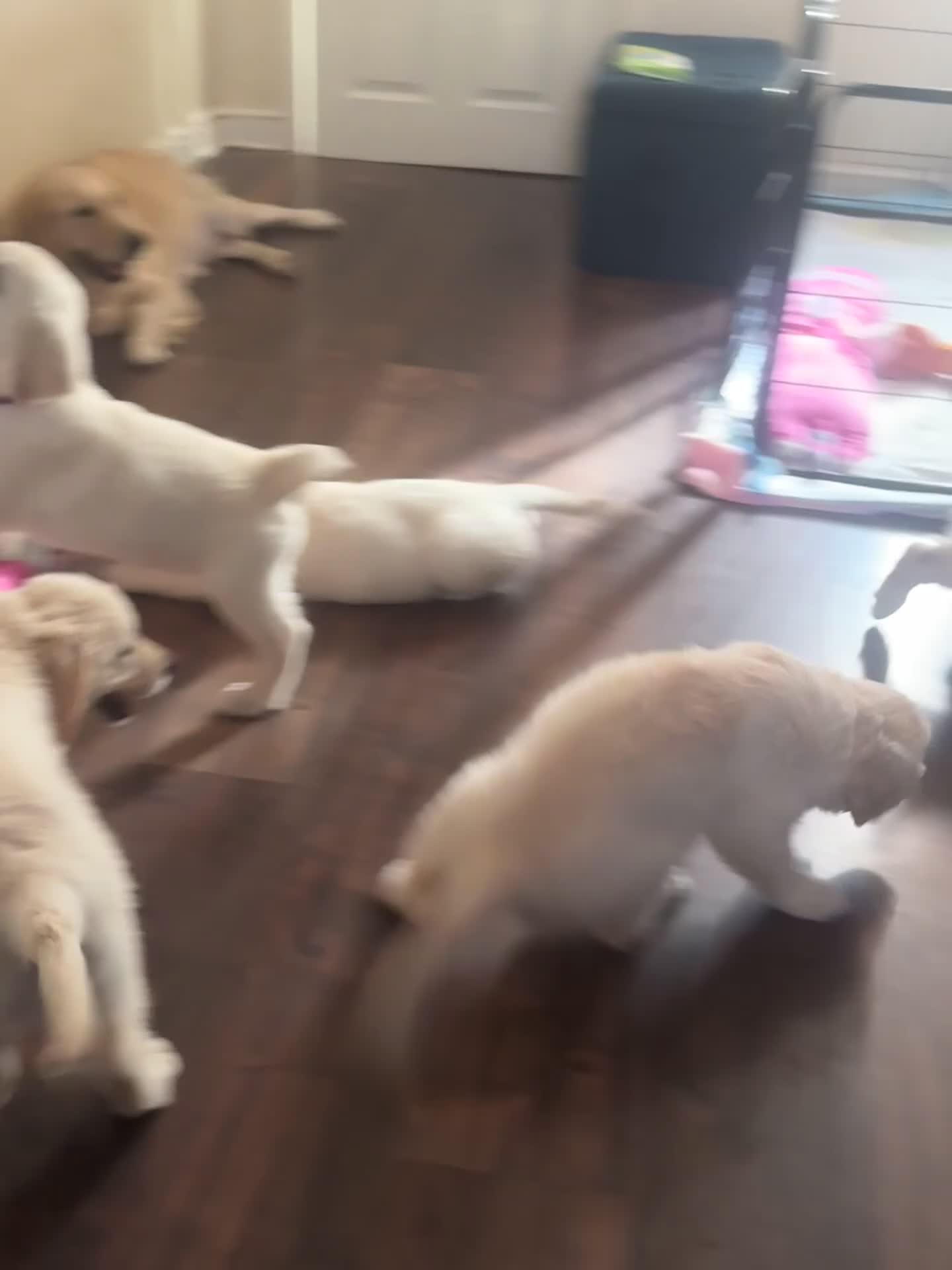 Golden Retriever dogs for sale: Beautiful Golden Retriever puppies - Video 1