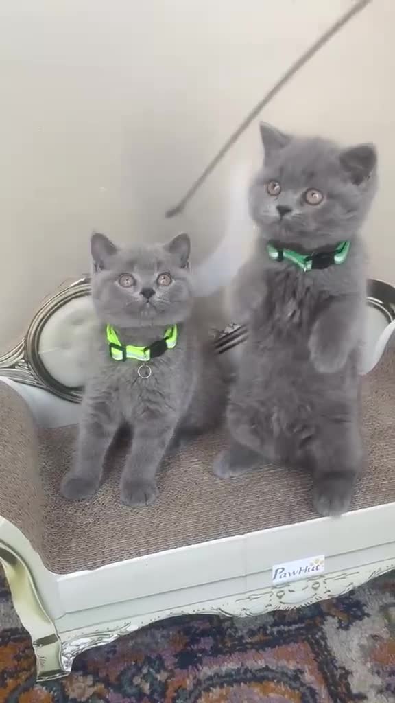 British Shorthair cats for sale: GORGEOUS British Short Hair Blue Kittens - Video 3