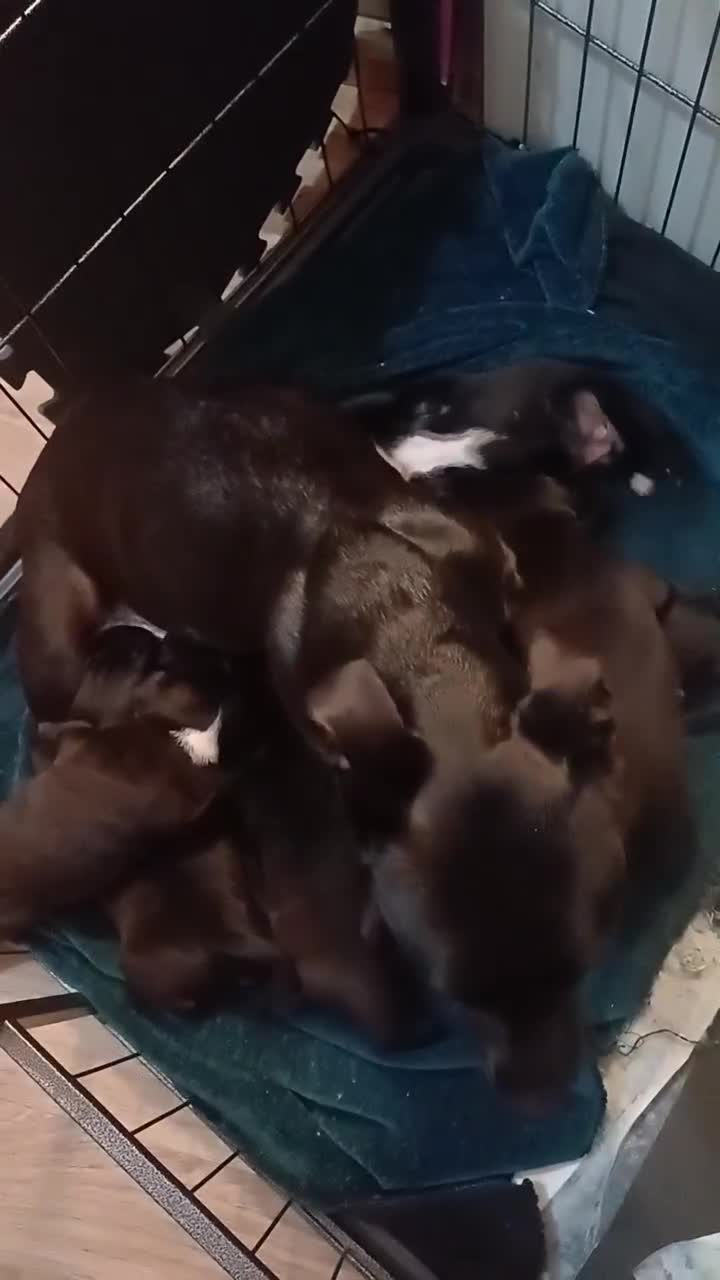 Mixed Breed dogs for sale: Adorable 3/4 Staff Bull Terrier 1/4 Jack Russell. - Video 4