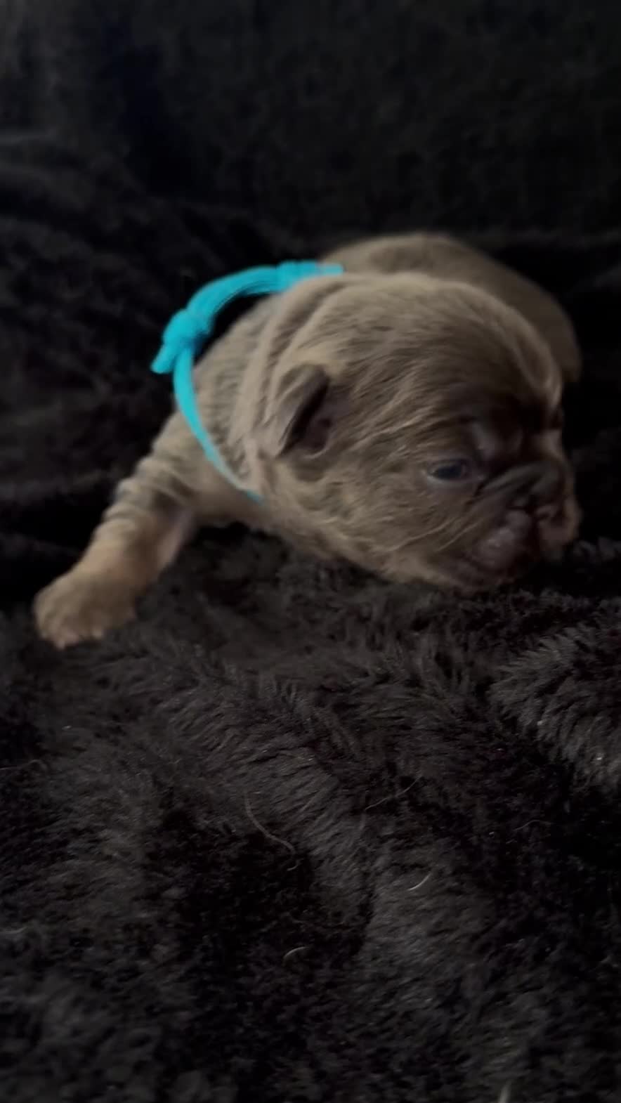 French Bulldog dogs for sale: Fluffy Frenchies Pedigree DWKC Papers  - Video 4