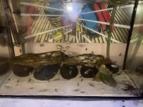 Cichlids fish for sale: Polar blue parrot  in London - Video 1