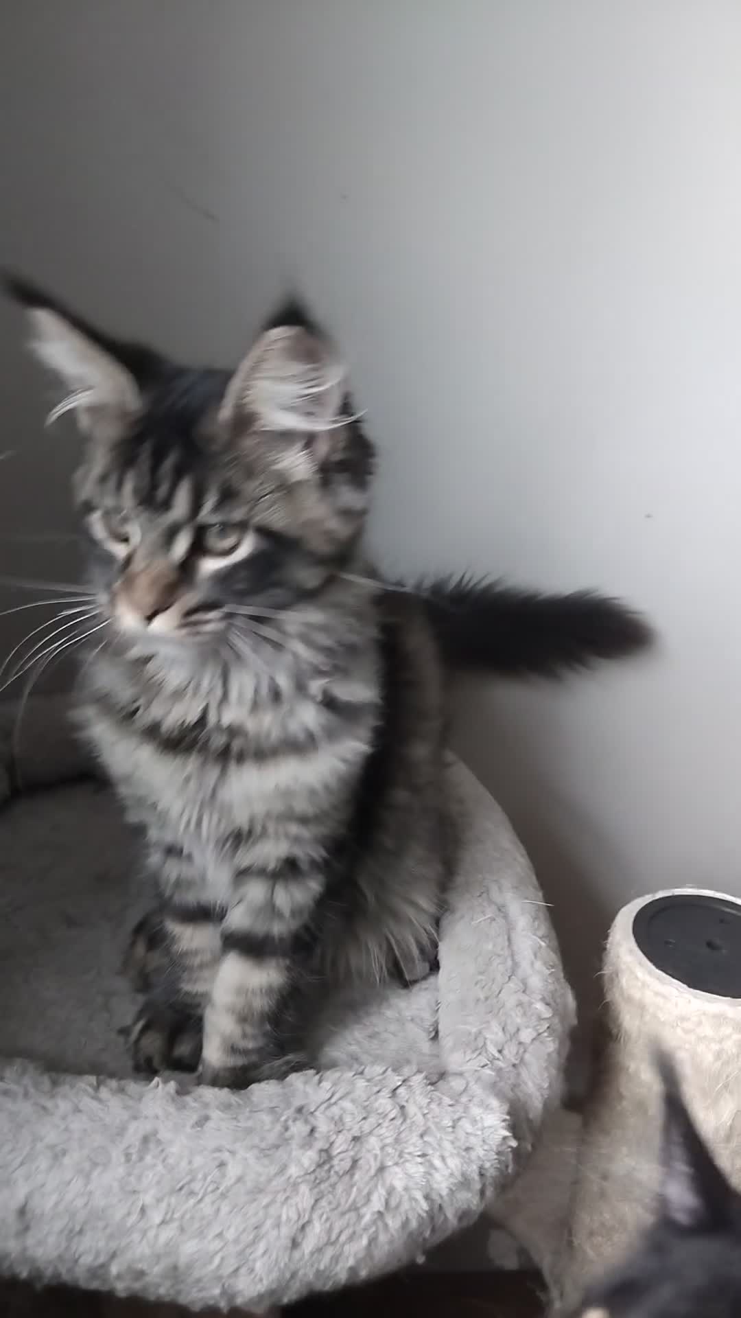 Maine Coon cats for sale: Maine coons big size kittens black grey, tabbys.  - Video 2
