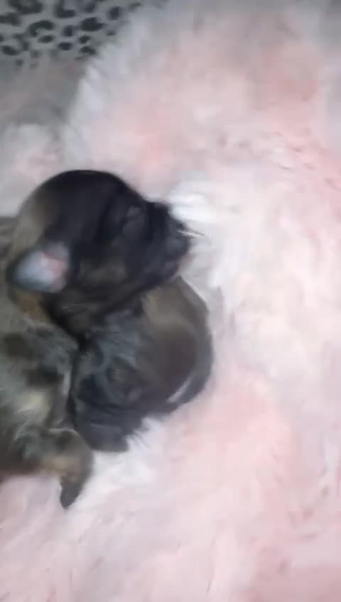 Mixed Breed dogs for sale: 6 Beautiful Babys - Video 3