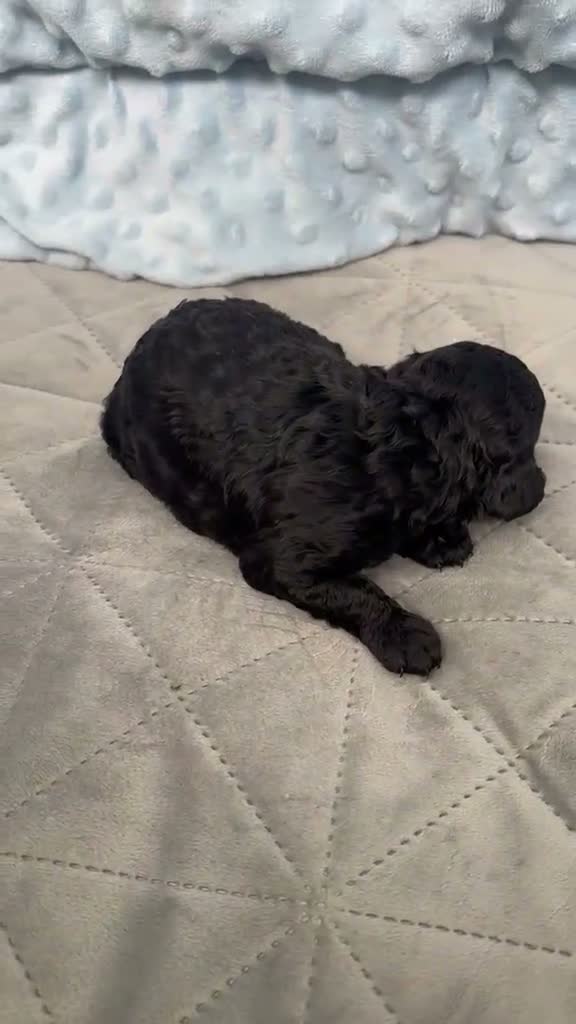 Toy Poodle dogs for sale: KC Registered Miniature Toy Poodle Puppies forSale - Video 1