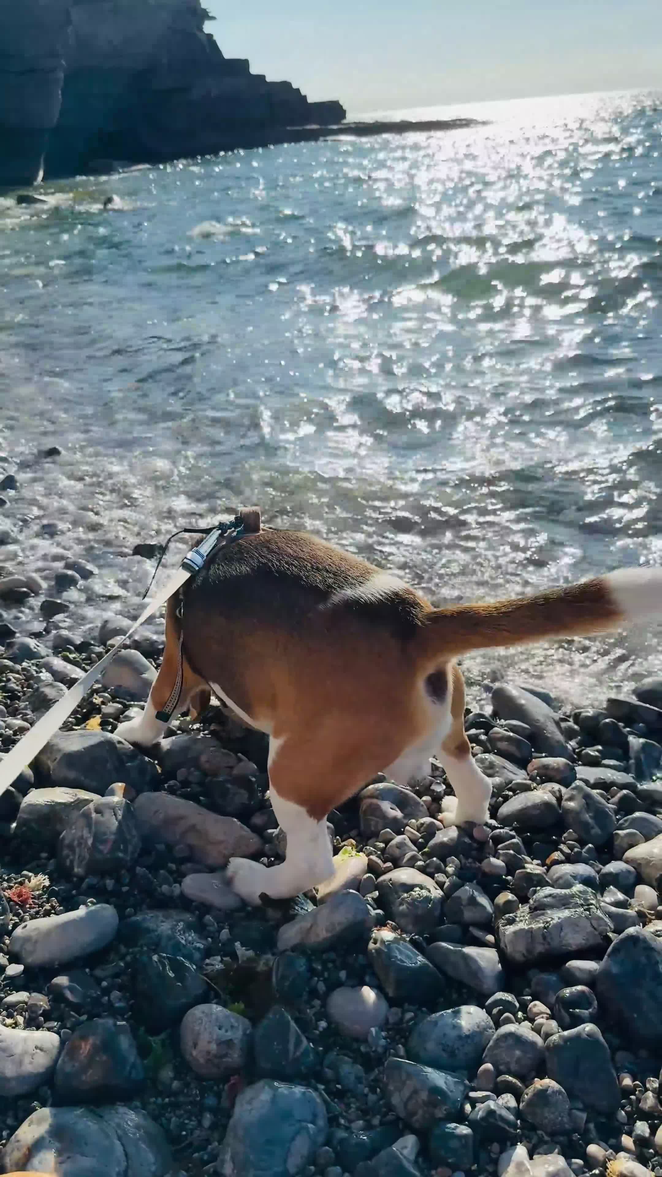 Beagle dogs for sale: Friendly  beautiful Beagle  - Video 1