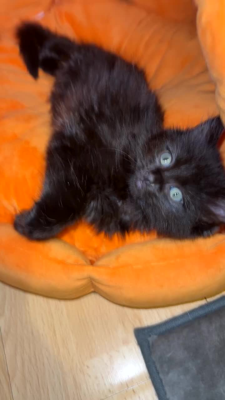 Ragdoll cats for sale: LAST 2 LEFT!!🐾Gorgeous Ragdoll x kittens   - Video 1