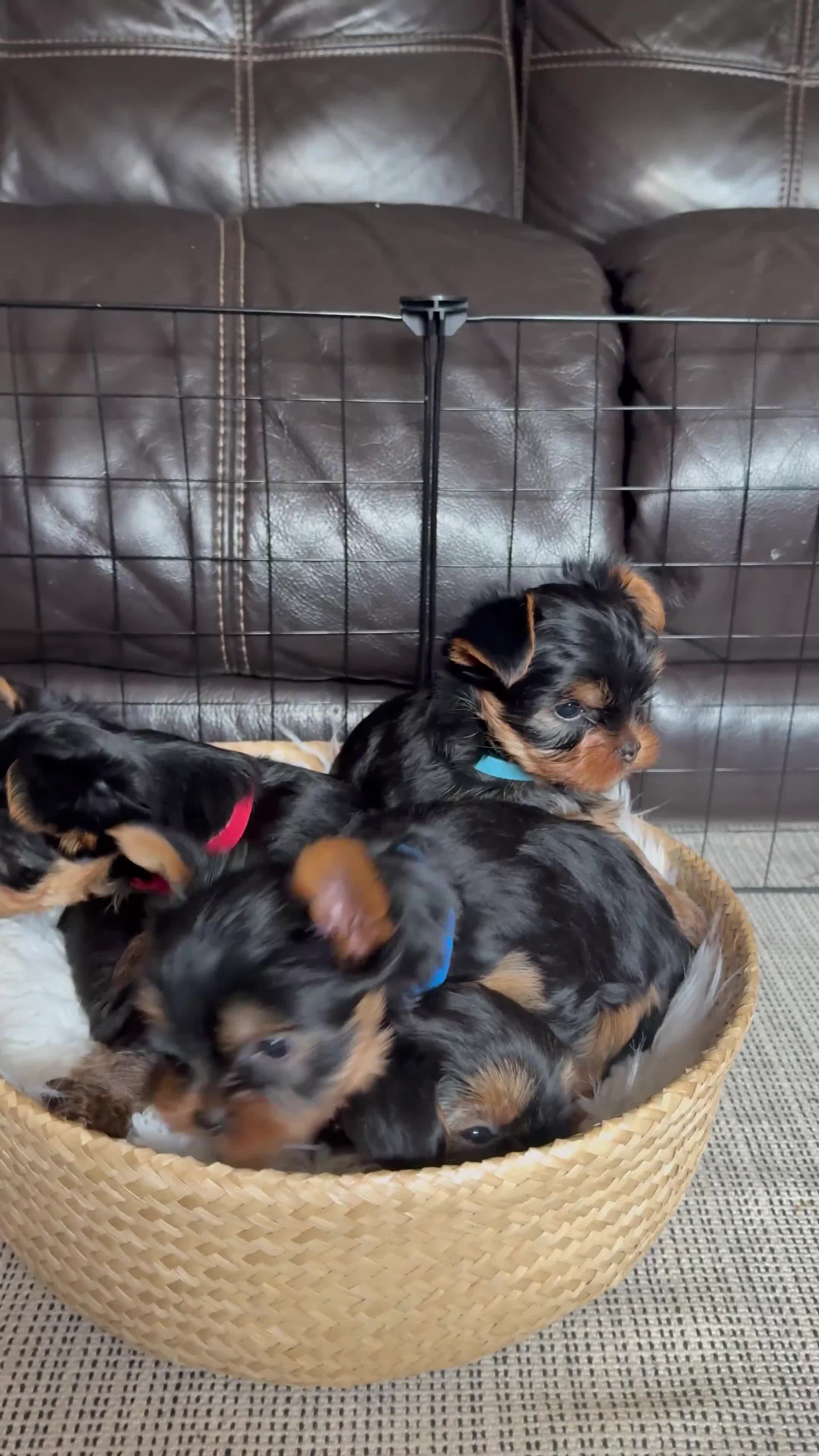 Yorkshire Terrier dogs for sale: 🐾 Adorable Yorkshire Terrier Puppies for Sale 🐾 in Brough - Video 2