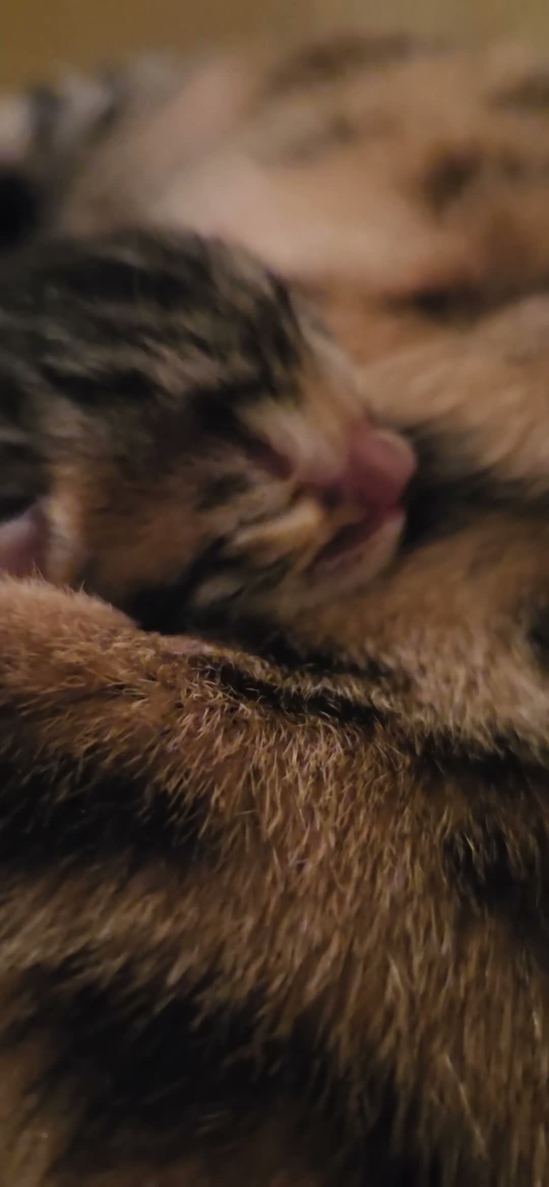 Bengal cats for sale: ✨️New babies born. Brown and snow ✨️ - Video 3