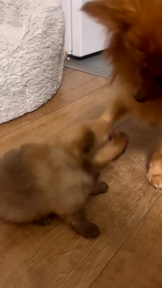 Pomeranian dogs for sale: THREE BEAUTIFUL POMERANIAN PUPPIES⚠️⚠️❗️  - Video 2