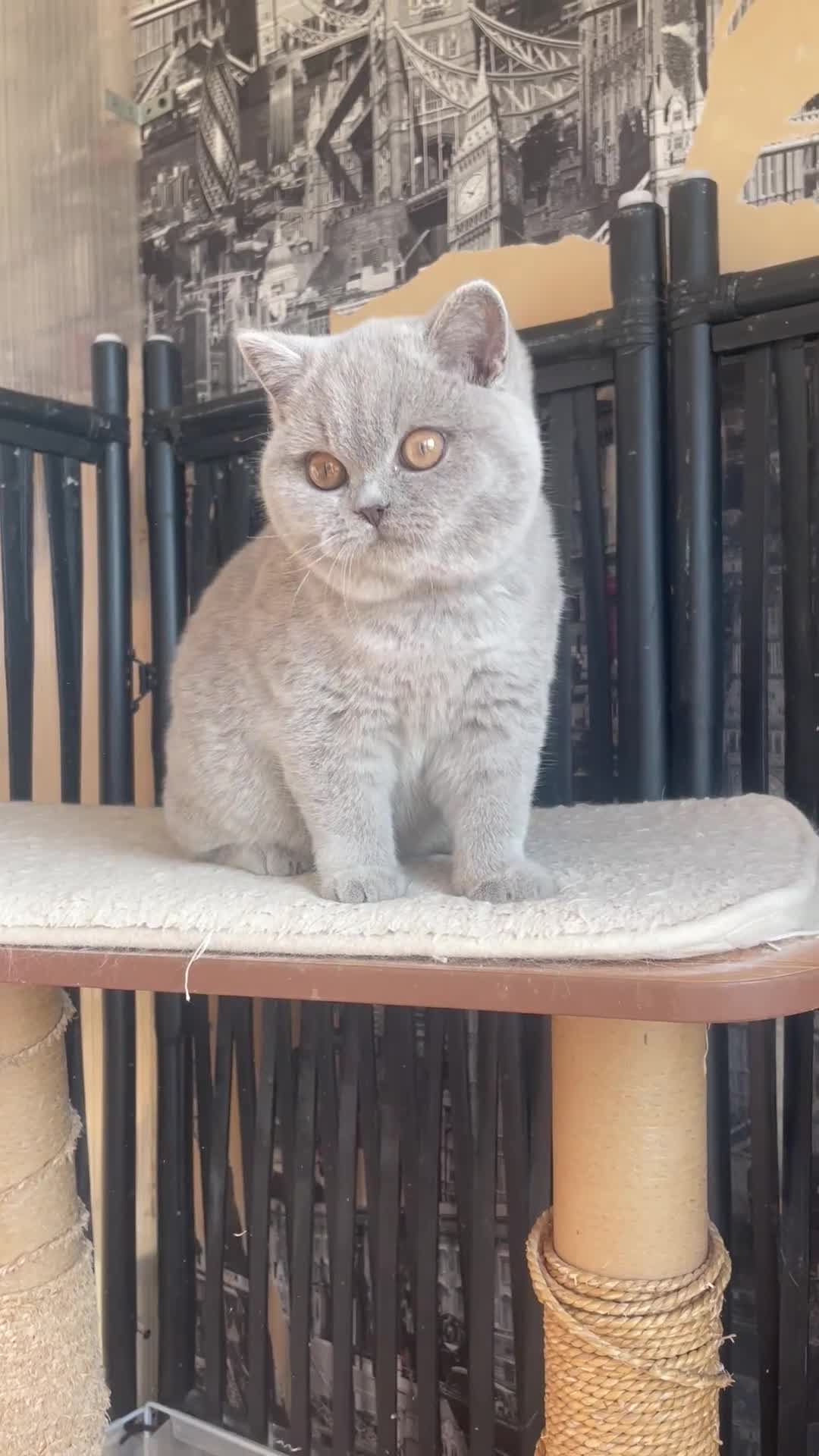 British Shorthair cats for sale: Beautiful BSH lilac girl for sale - Video 2