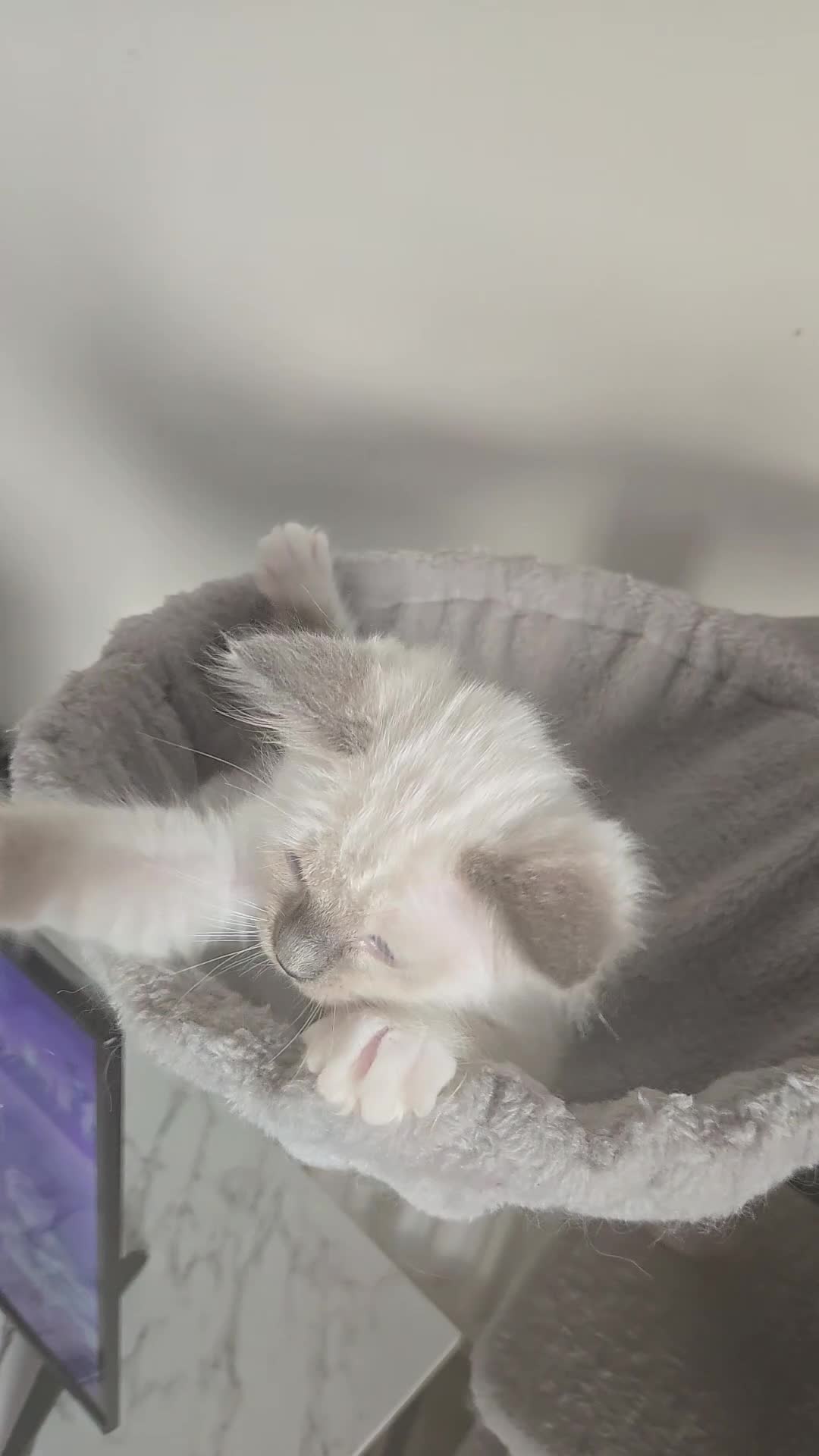 Ragdoll cats for sale: Gorgeous mitted Ragdoll girls - Video 2