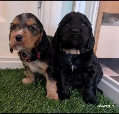 Cocker Spaniel dogs for sale: KC Male Health Tested Show Cocker Spaniel Pup - Video 1