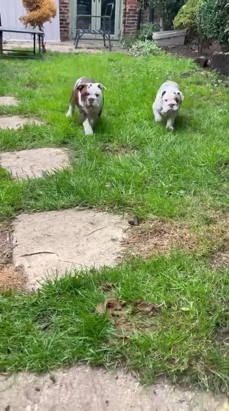 English Bulldog dogs for sale: Re advertised - I am no longer reserved - Video 2