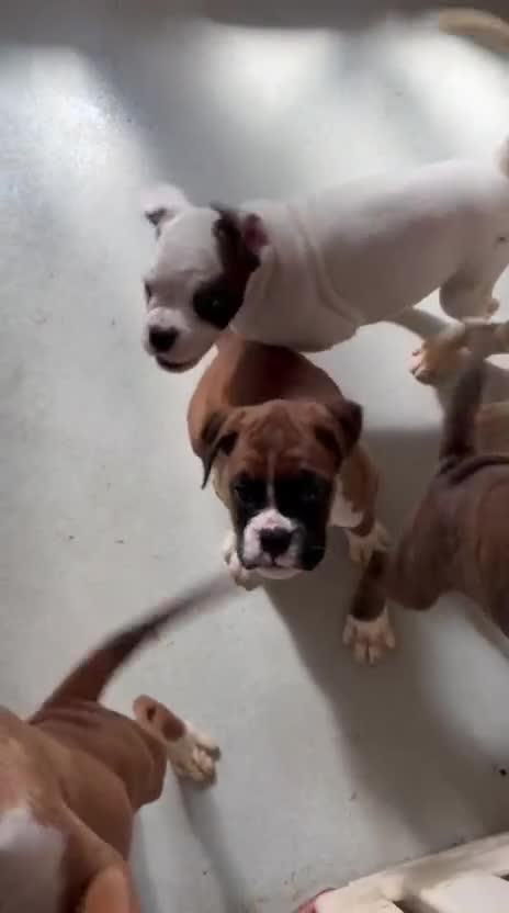 Boxer dogs for sale: Beutiful litter of boxer puppies  - Video 2