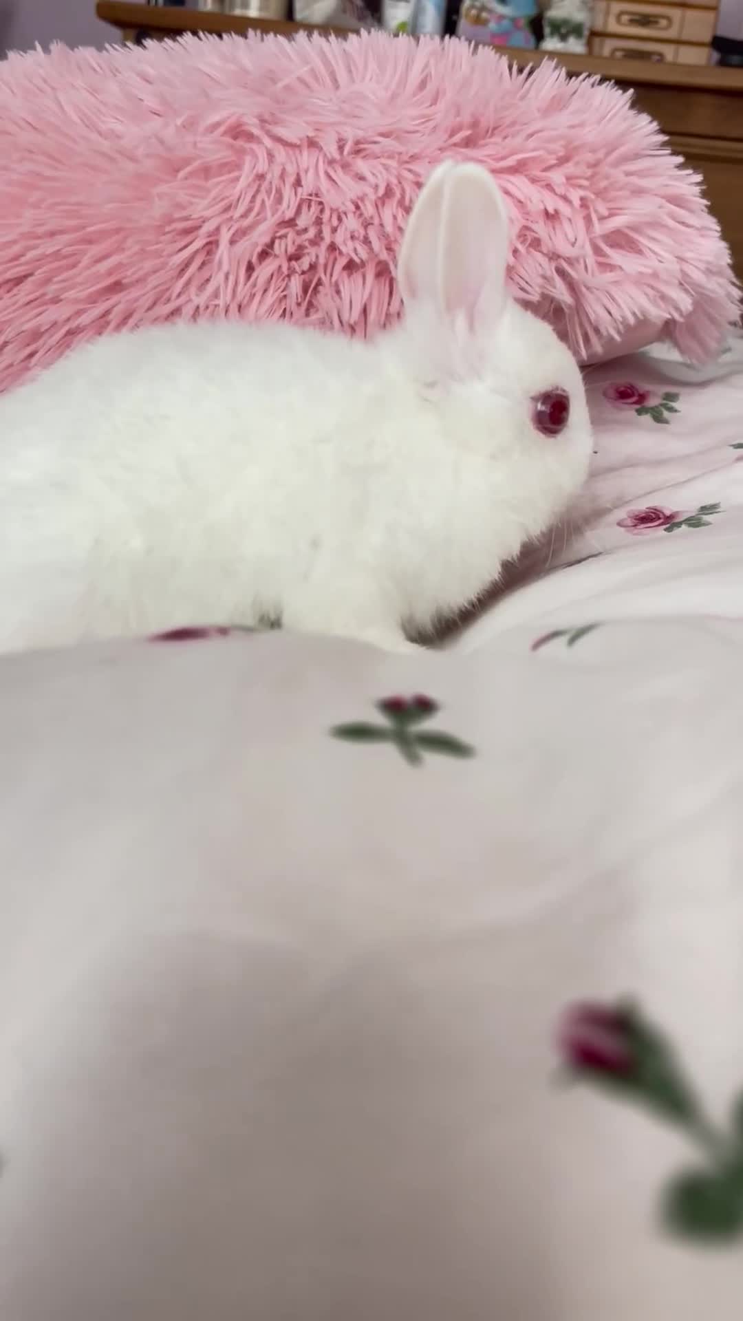 Netherland Dwarf rabbits for sale: 2 Netherlands Dwarf babies  - Video 1