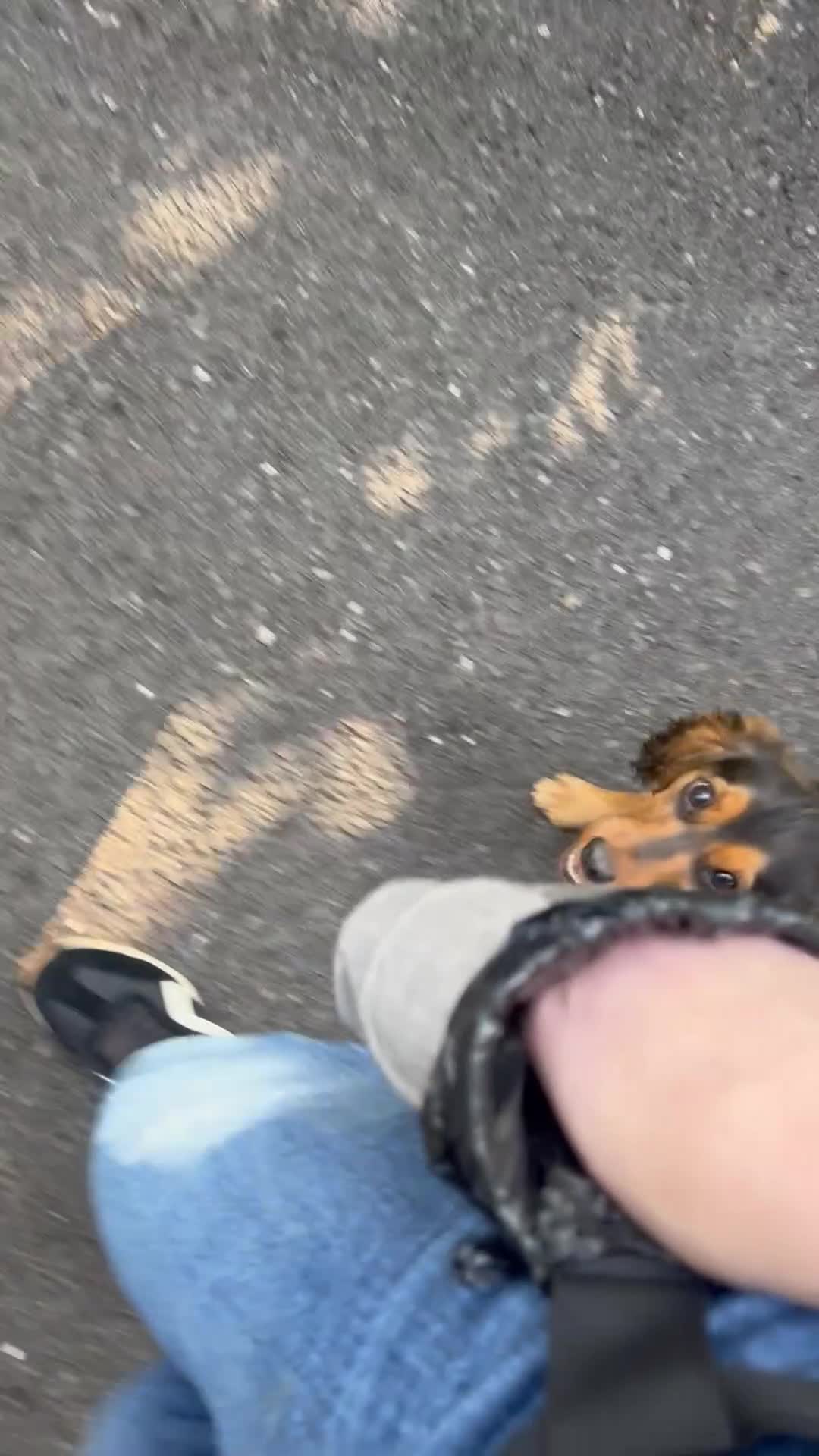 Cocker Spaniel dogs for sale: 10 Month Old Female Cocker Spaniel Puppy  in Haslemere - Video 1