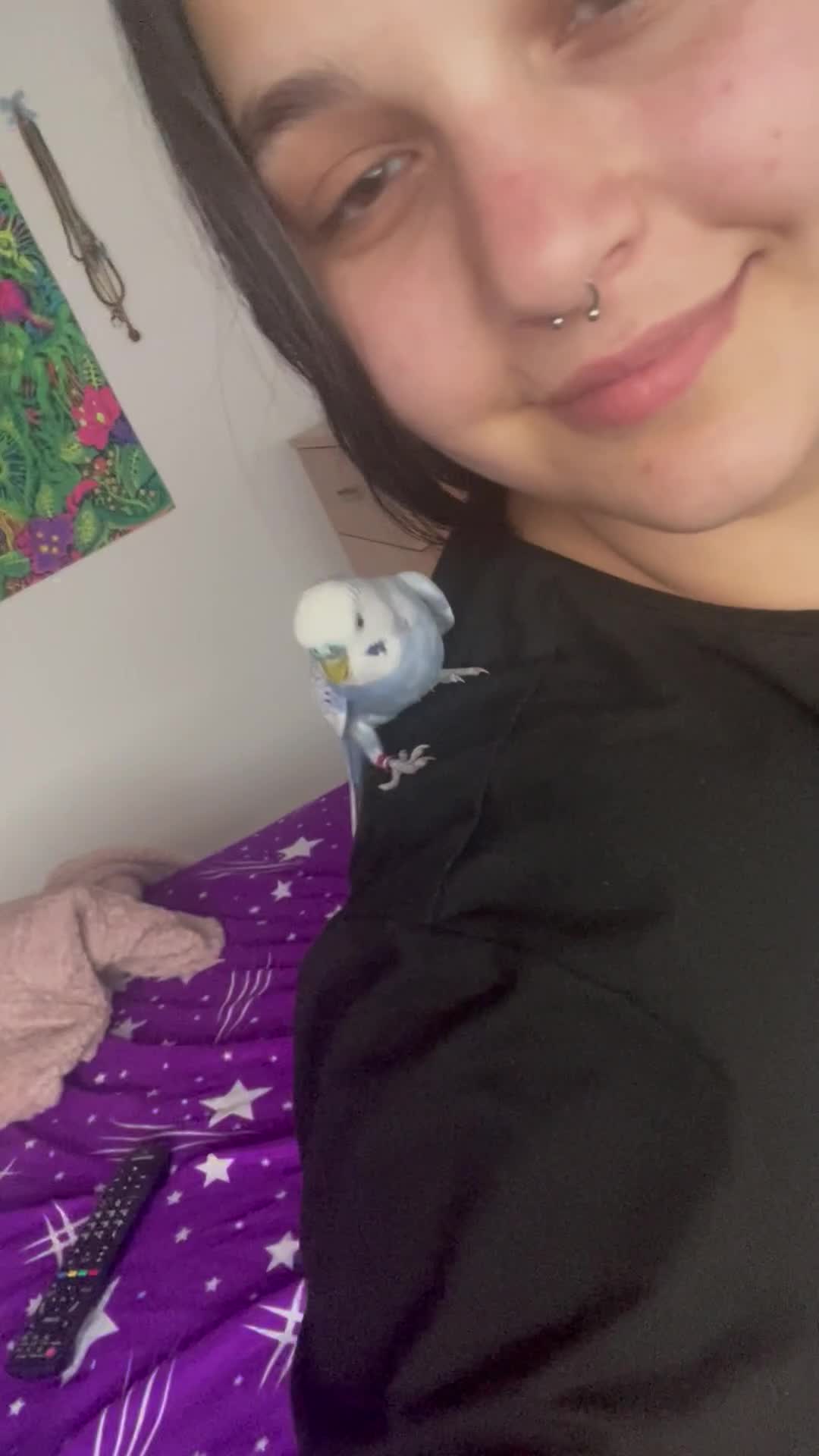 Budgerigars birds for sale: Mr Skye  in Warrington - Video 4