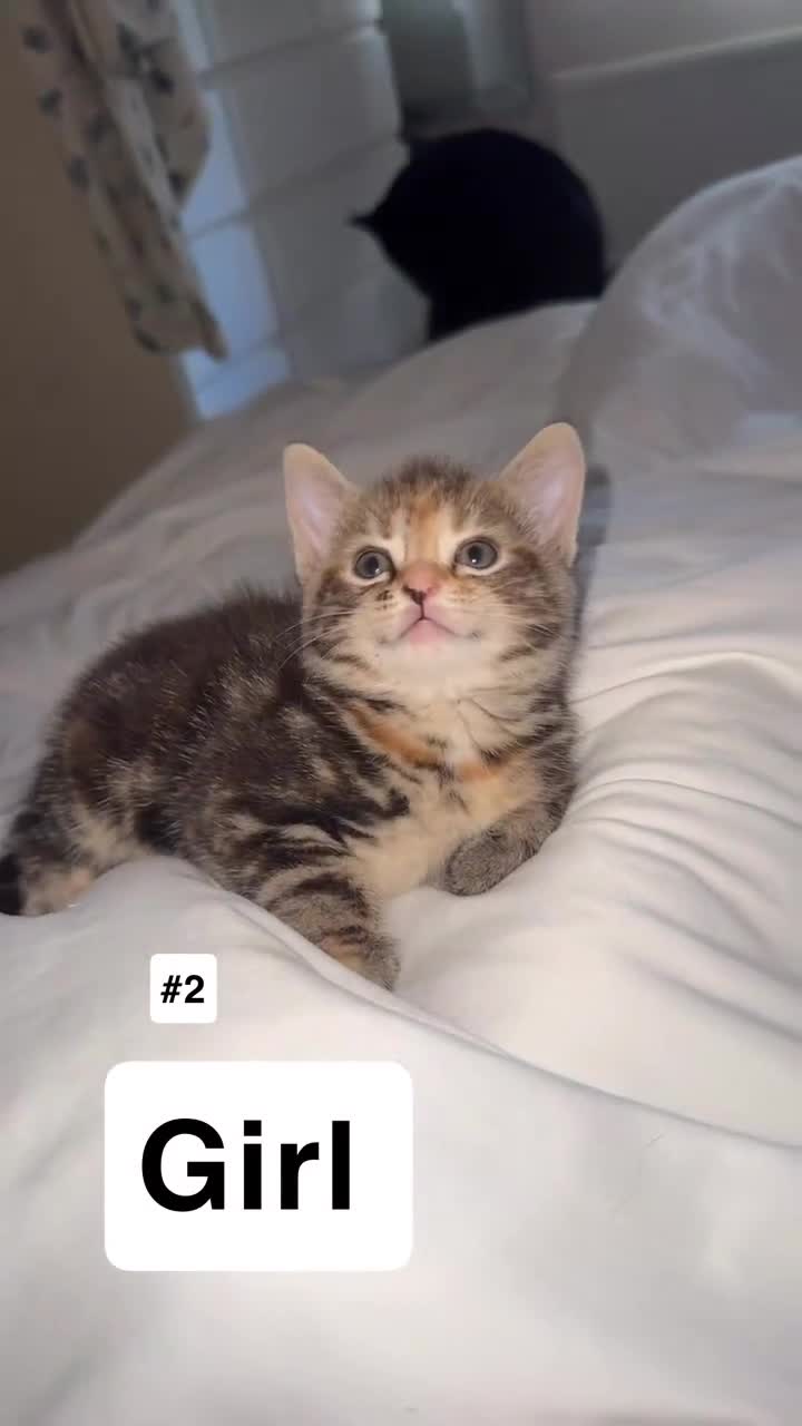 British Shorthair cats for sale: 7 Beautiful Kittens Looking for Their Forever Home - Video 1