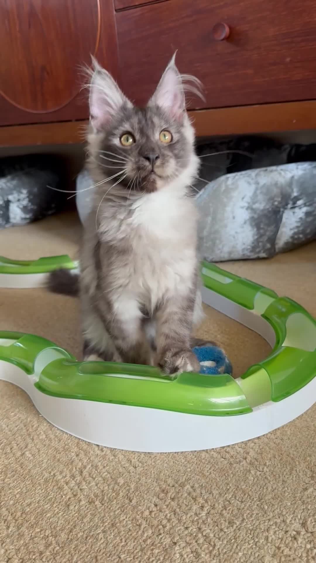 Maine Coon cats for sale: Pedigree ”TICA” kittens  - Video 2