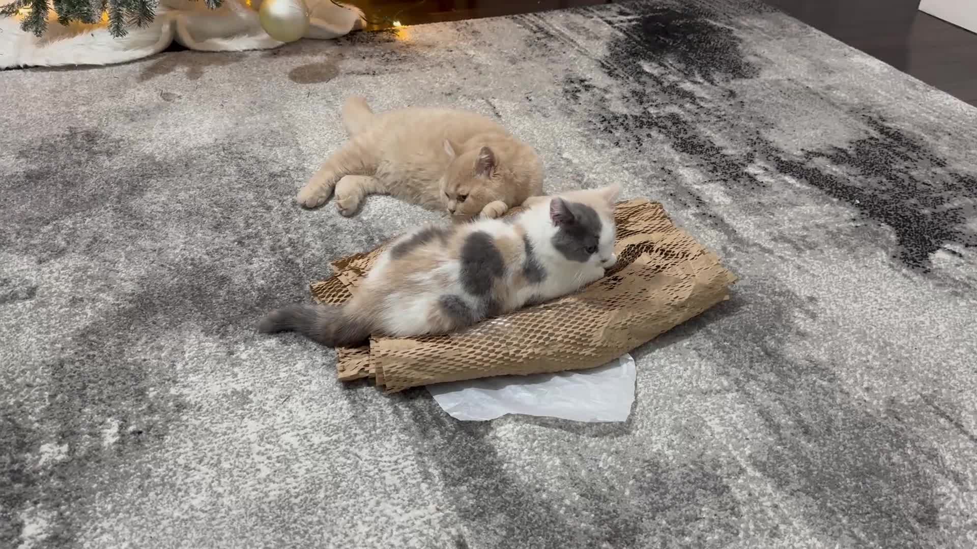 British Shorthair cats for sale: Dulce - GCCF registered BSH female kitten.  - Video 4