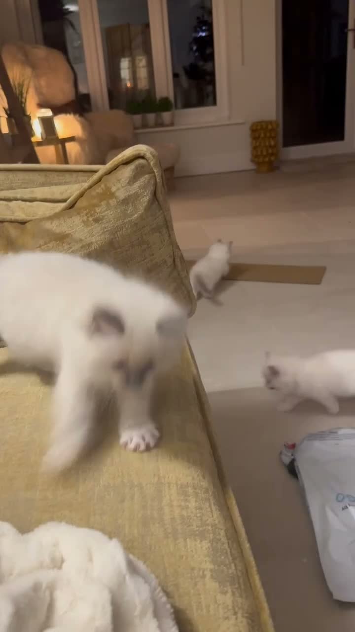 Ragdoll cats for sale: GCCF registered champion sired Ragdoll kitrens - Video 1