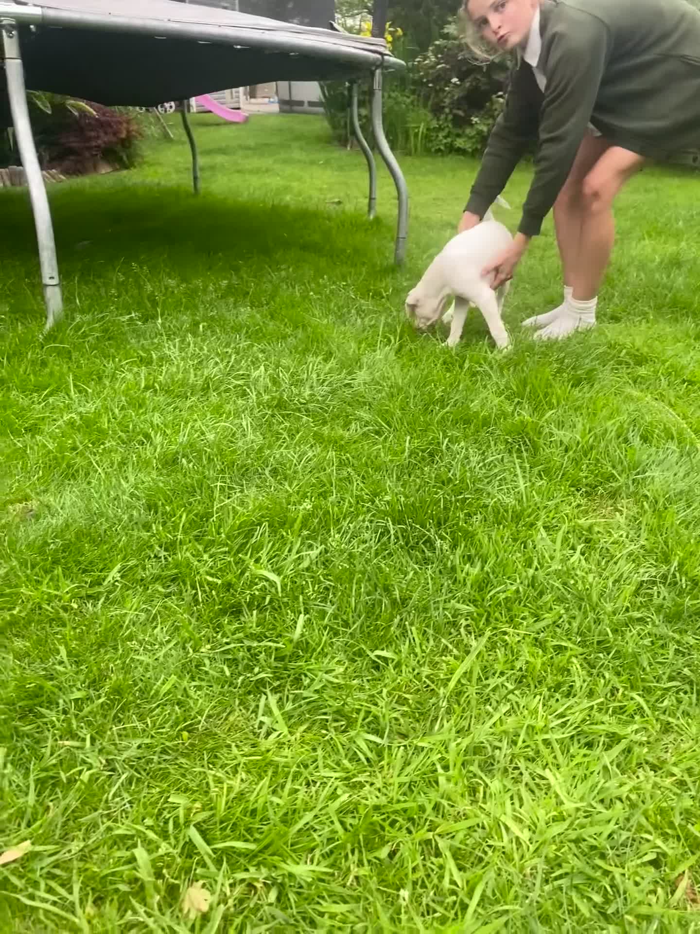 Boxer dogs for sale: Beautiful White Boxer Puppy - Video 1
