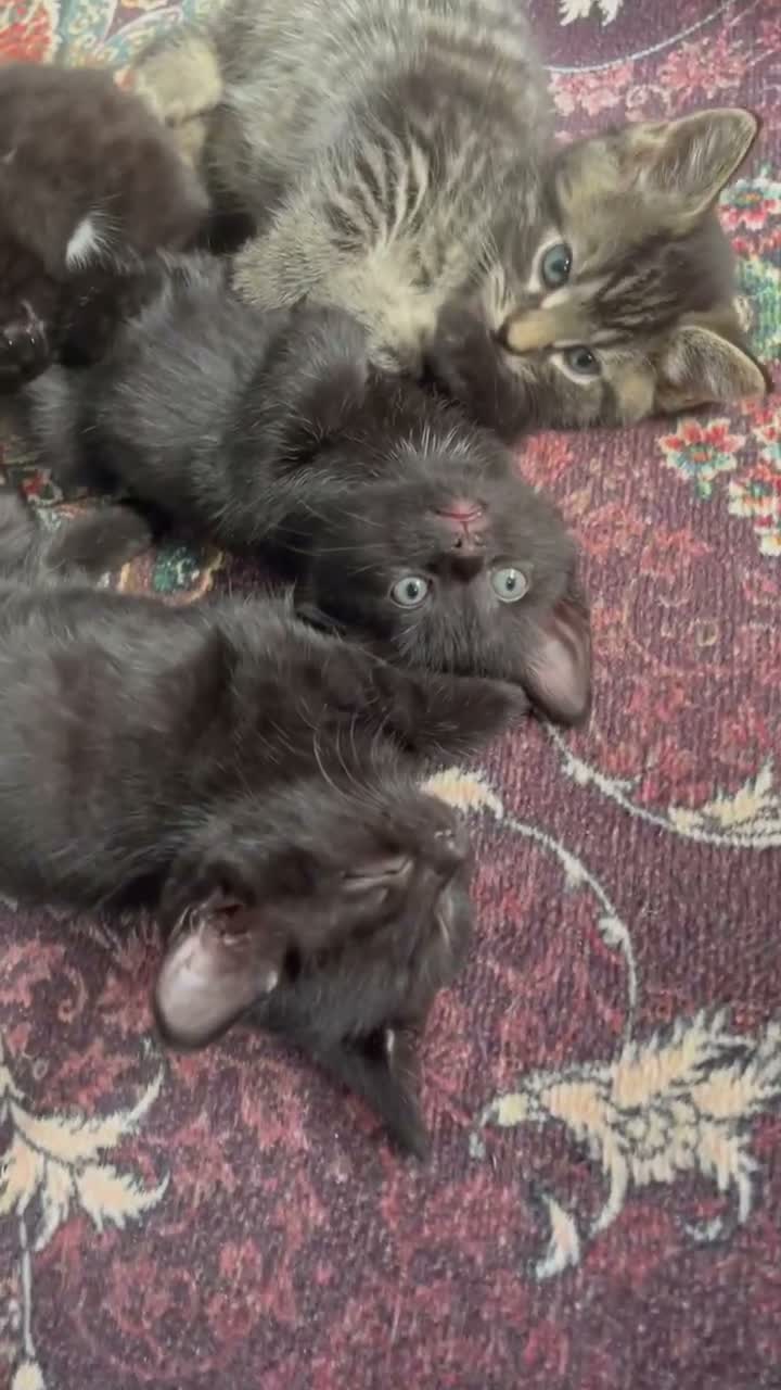 British Shorthair cats for sale: 34 castelbeac driv S2 1NN in Sheffield - Video 1