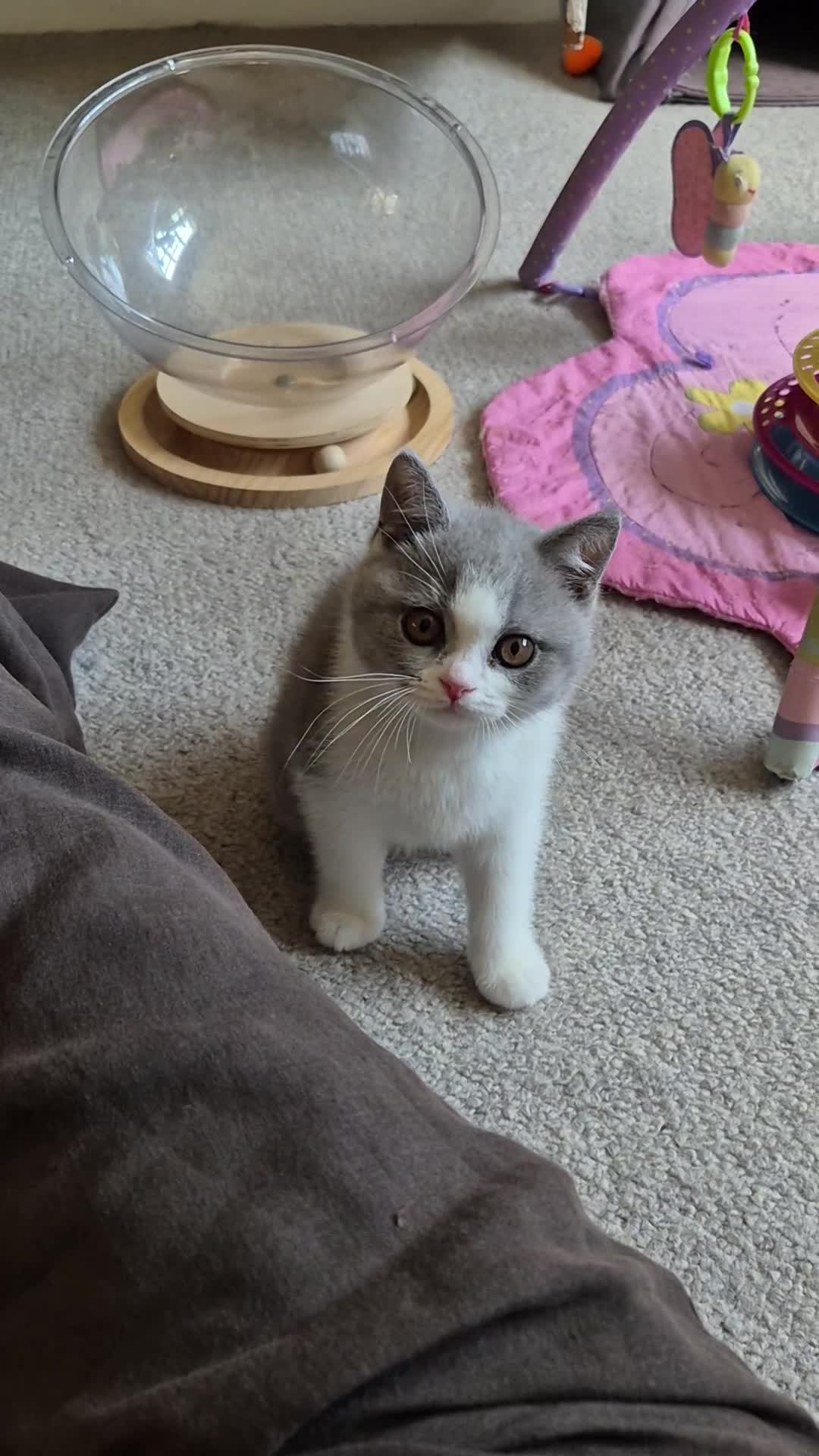 British Shorthair cats for sale: Gorgeous GCCF Pedigree Boy - Loving & Playful - Video 1