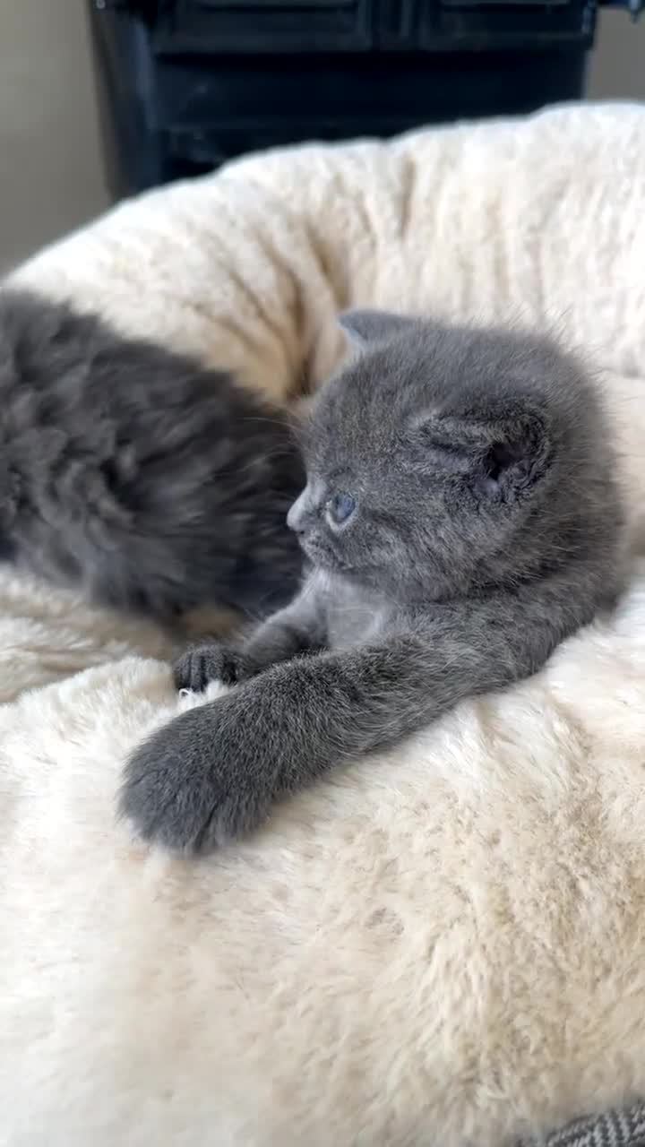 British Shorthair cats for sale: GORGEOUS FLUFFBALLS FOR SALE - Video 4