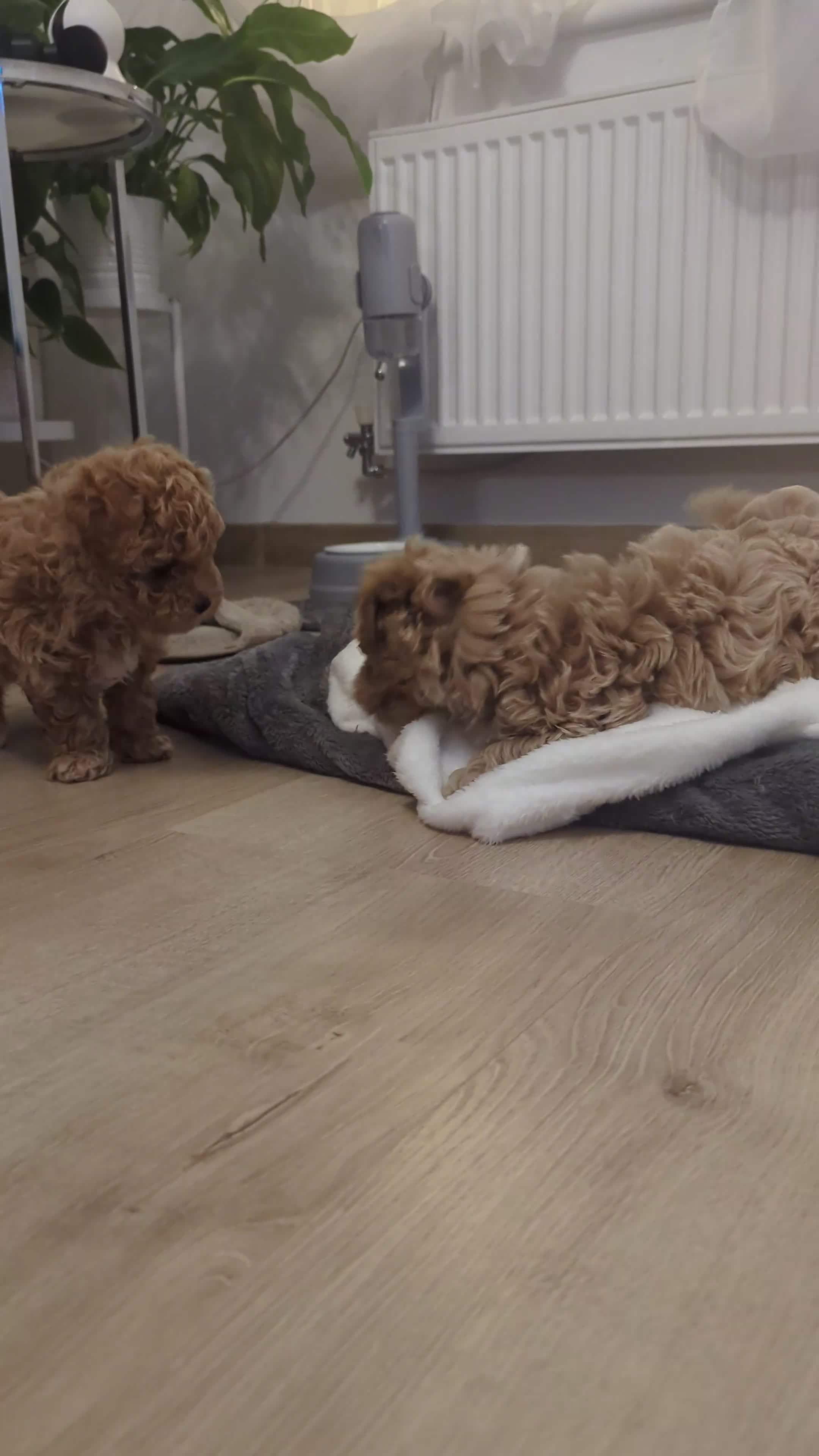 Maltipoo dogs for sale: Maltipoo - Video 1