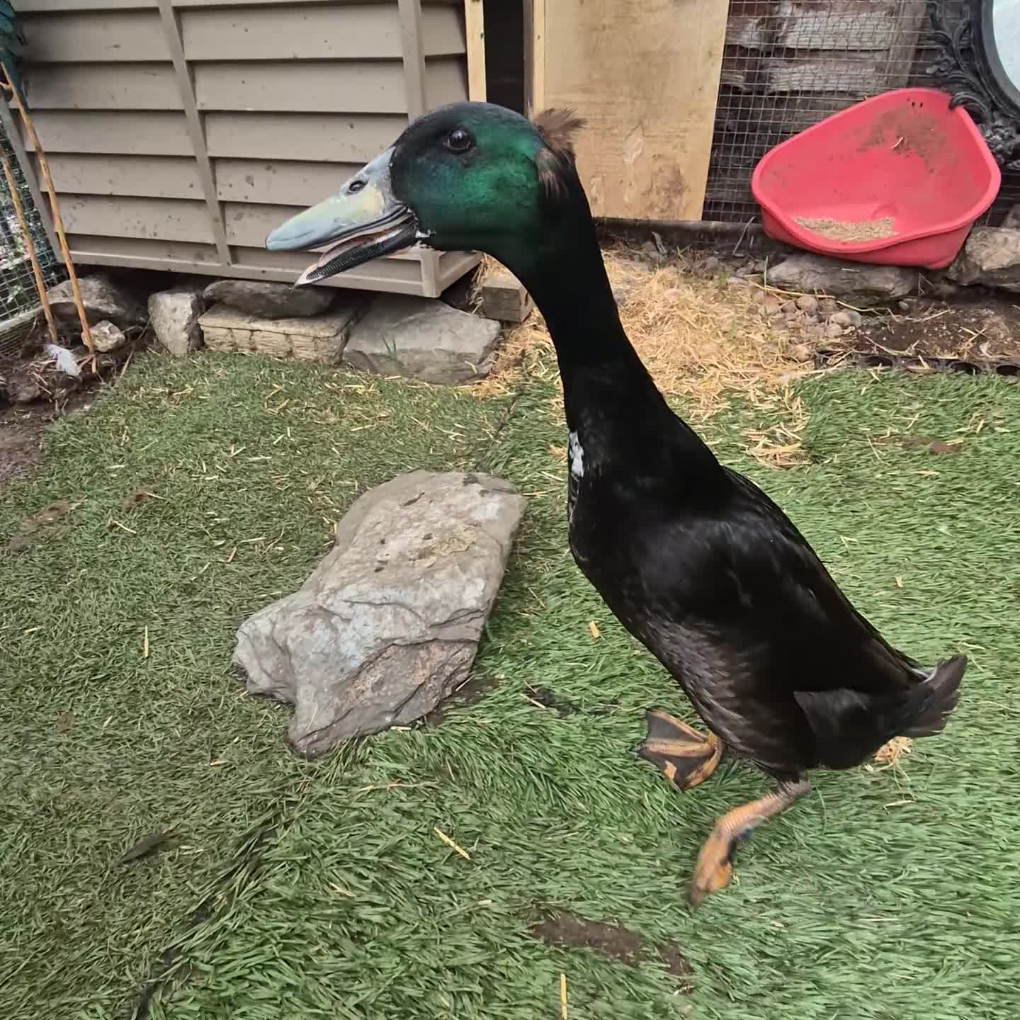 Ducks poultry for sale: Male and female bonded pair of ducks - Video 1