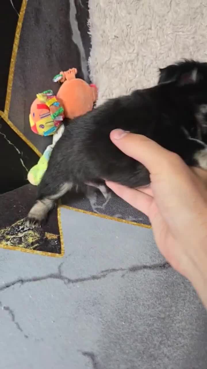 Chihuahua dogs for sale: 3 Adorable little princes chihuahua puppies - Video 2