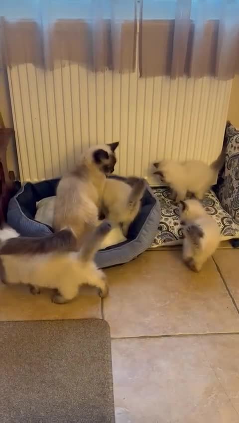 Ragdoll cats for sale: Ragdoll Kittens - Video 1