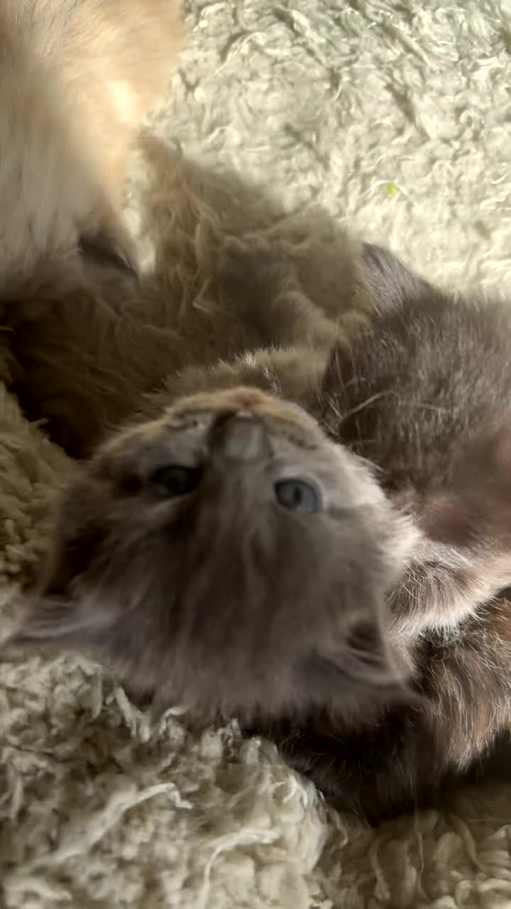 British Shorthair cats for sale: A cat from a Ragdoll mother   - Video 1