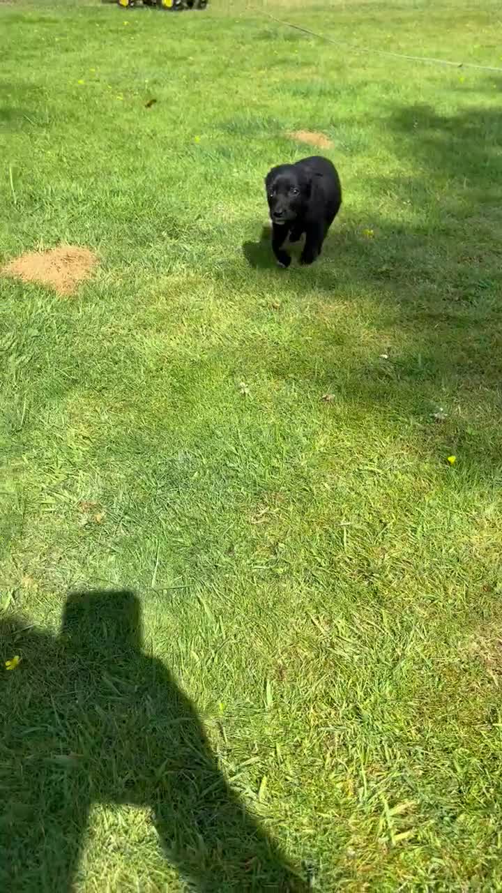 Cockerdor dogs for sale: Cockerdor puppies in Carlisle - Video 2