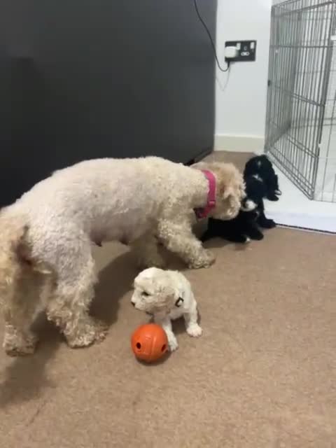 Cavapoochon dogs for sale: 🌟 Ready to leave 23rd Dec F1b cavapoochon puppies - Video 1