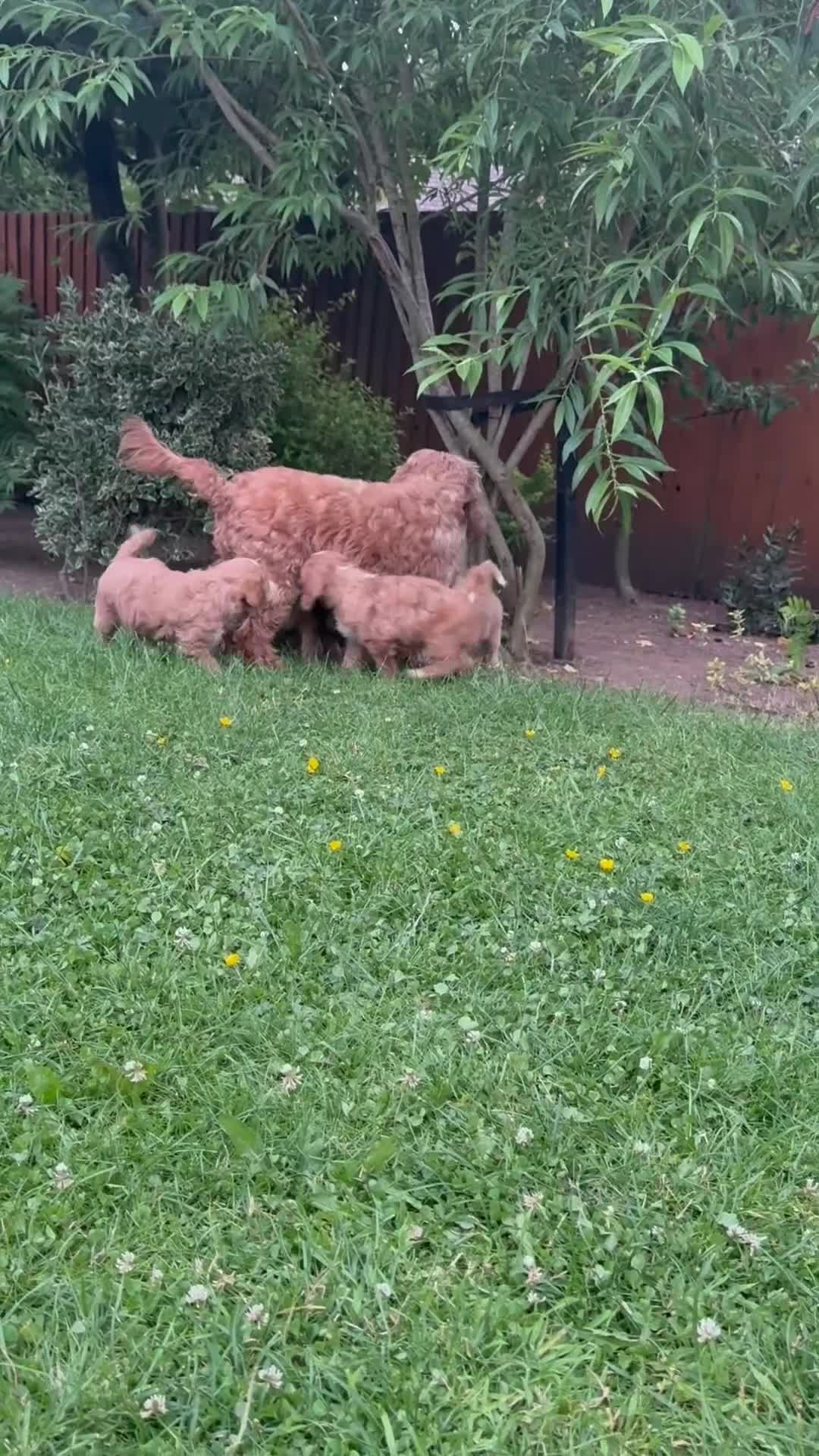 Australian Labradoodle dogs for sale: READY TO GO Australian Labradoodle x Cockapoo Pupp - Video 1