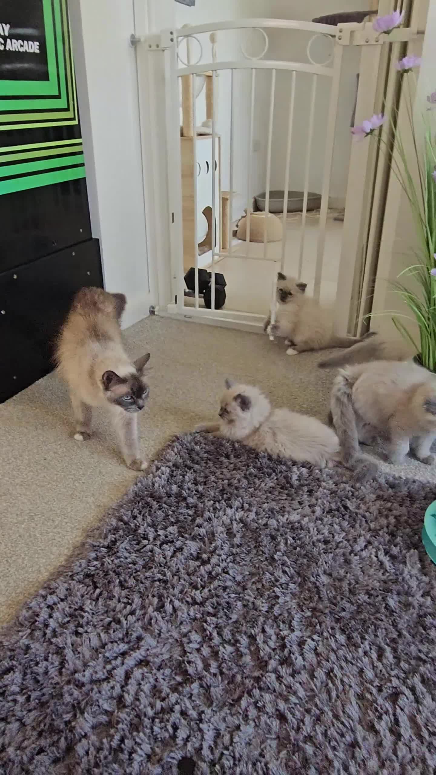 Ragdoll cats for sale: Mischievous Ragdoll boys  in Lampeter - Video 2