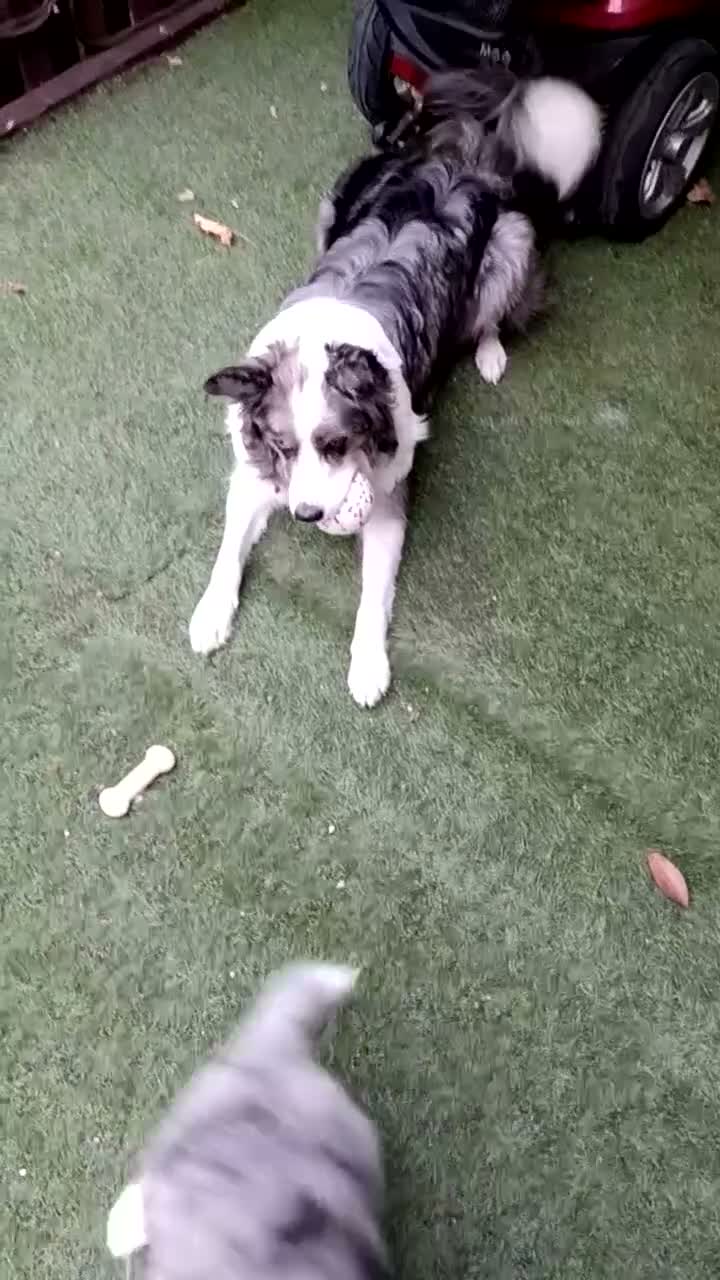 Border Collie dogs for sale: Blue merile boarder collie  stunning puppy in Sutton Coldfield - Video 1