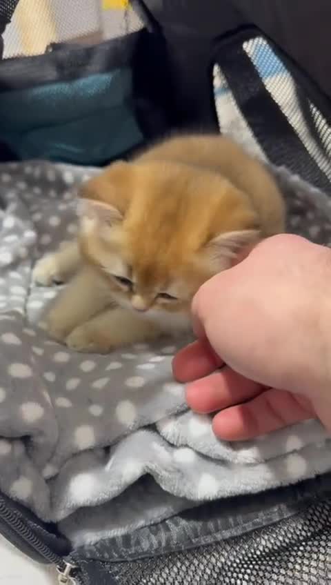 British Shorthair cats for sale: CHAMPION GOLDEN BRITISH SHORT HAIR KITTEN MALE - Video 3