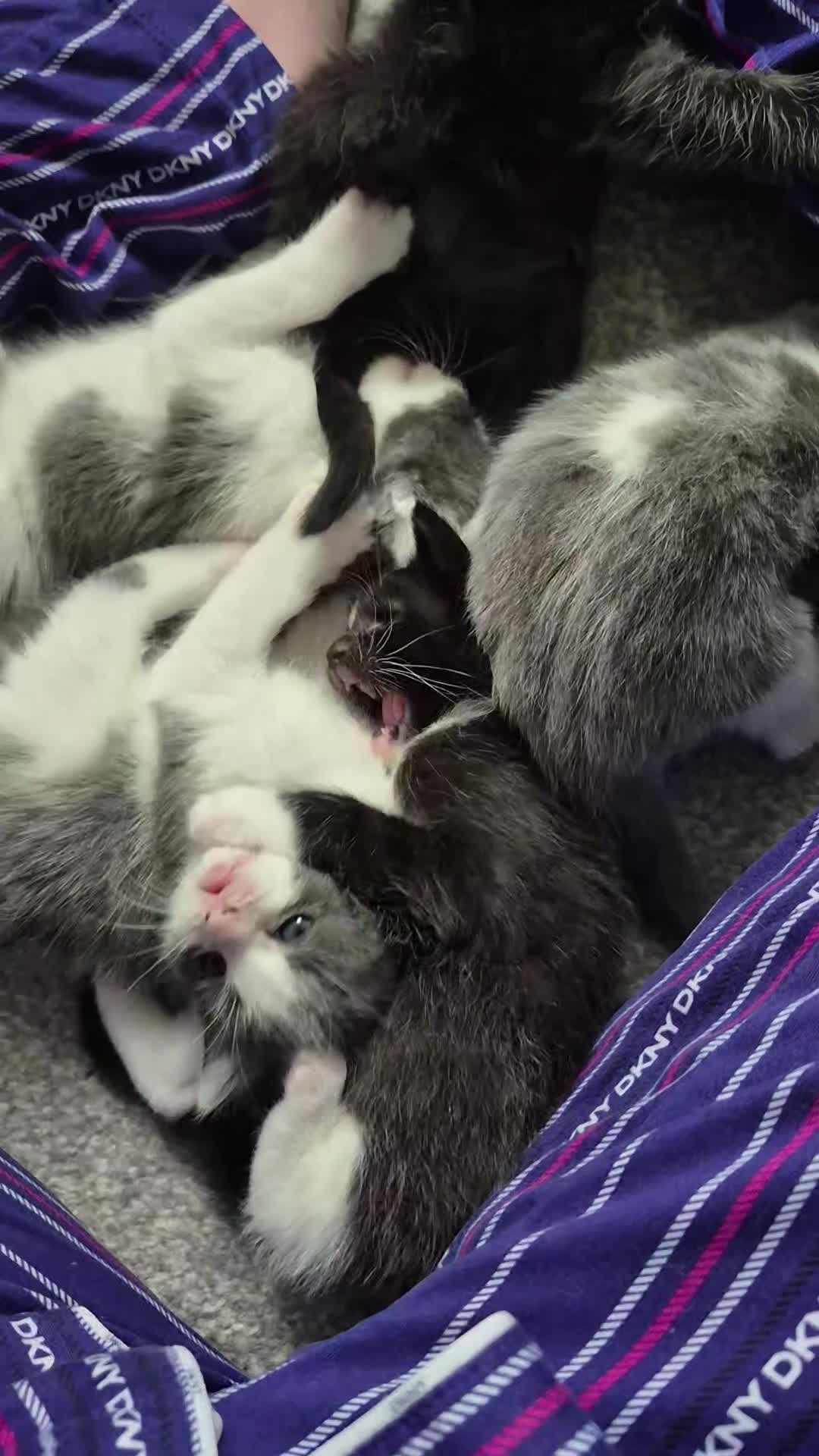 Ragdoll cats for sale: Half ragdoll kittens - Video 1