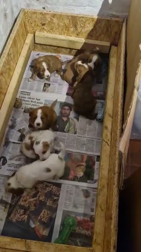 Cocker Spaniel dogs for sale: Cocker Spaniel Puppies  - Video 1