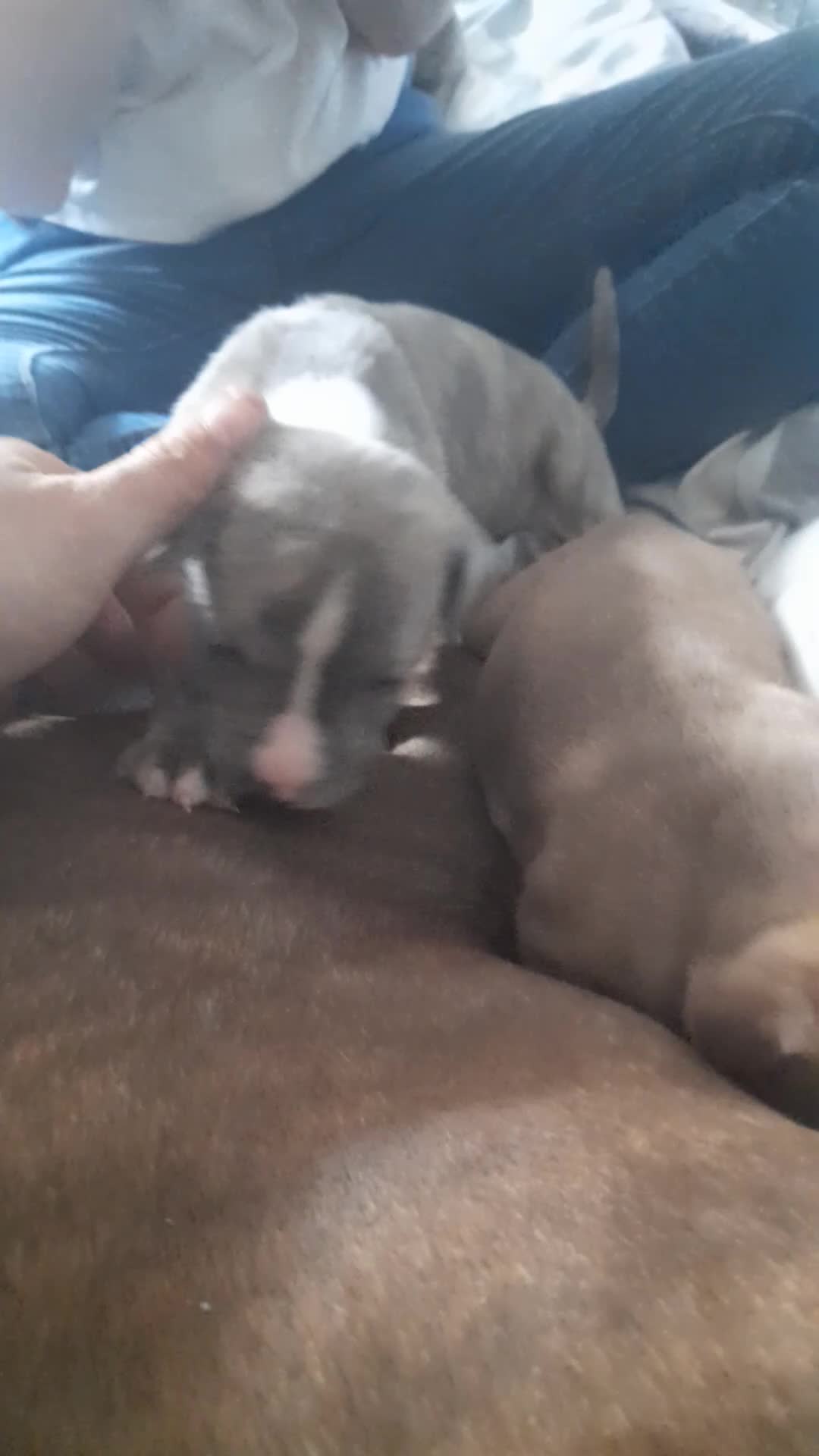 Mixed Breed dogs for sale: 11 not 2, mesaage to book a viewing 5 boys 6 girls - Video 2