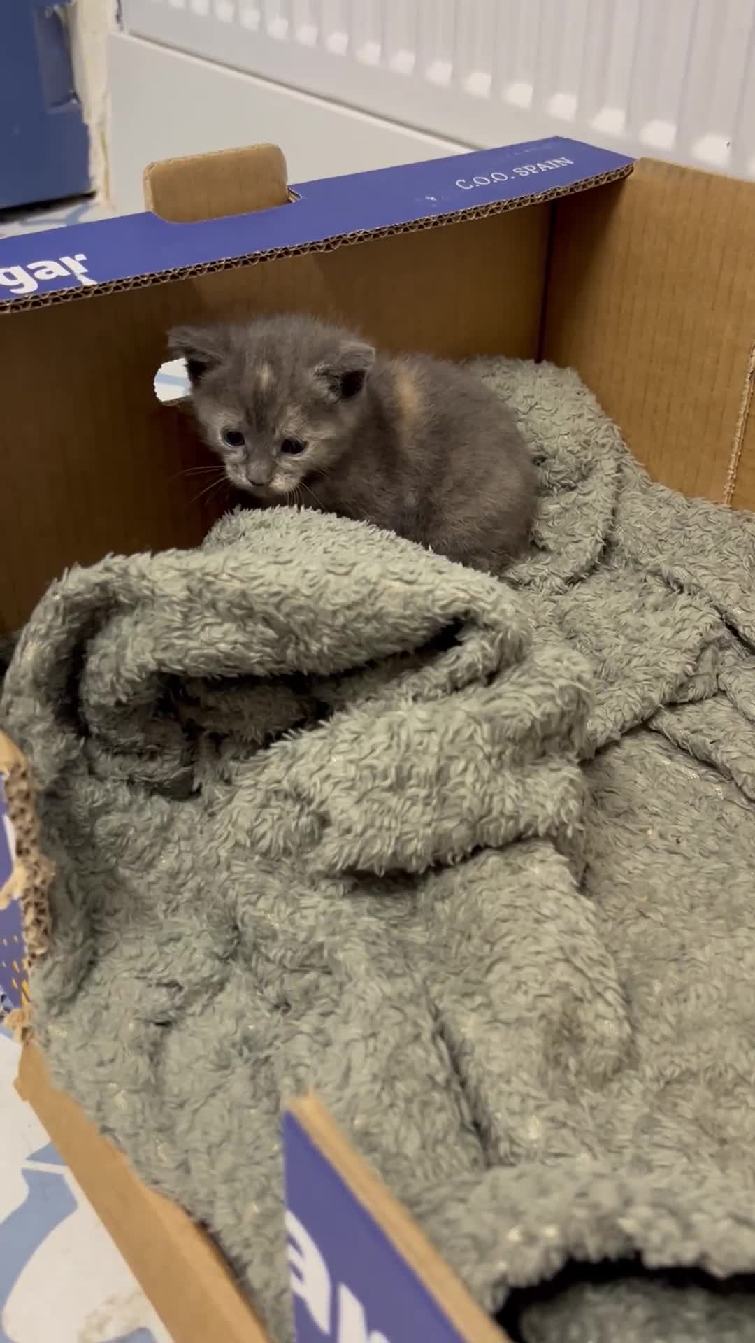 Domestic Shorthair cats for sale: 2 pretty girls - Video 1